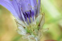 Catananche caerulea