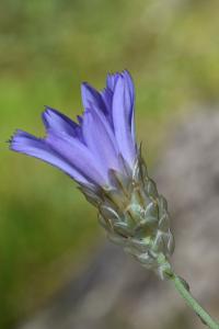 Catananche caerulea