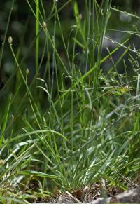 Catananche caerulea