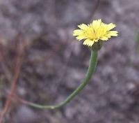 Arnoseris minima