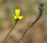 Arnoseris minima