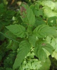 Chenopodium ambrosioides