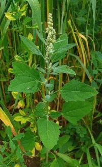 Chenopodium ambrosioides