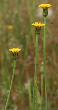 Hypochoeris glabra