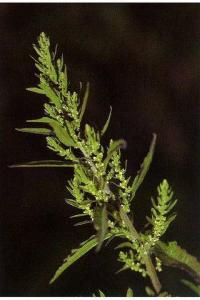 Chenopodium ambrosioides