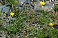 Leontodon autumnalis subsp. autumnalis