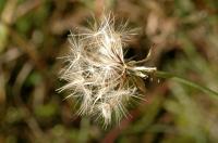 Leontodon autumnalis subsp. autumnalis