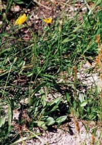 Leontodon pyrenaicus subsp pyrenaicus