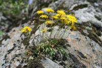 Leontodon pyrenaicus subsp pyrenaicus