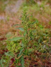 Chenopodium ambrosioides