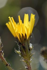 Picris hieracioides