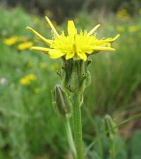 Scorzonera laciniata