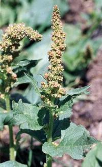 Chenopodium bonus-henricus