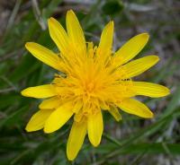 Scorzonera humilis