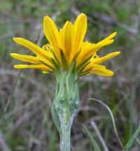 Scorzonera humilis