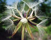 Scorzonera humilis