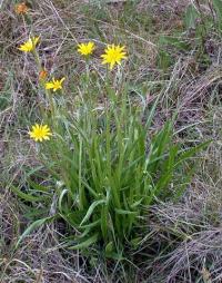 Scorzonera humilis