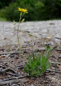 Scorzonera hispanica