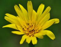 Tragopogon dubius 