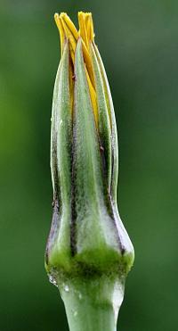 Tragopogon dubius 