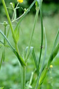 Tragopogon dubius 