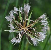 Tragopogon dubius 