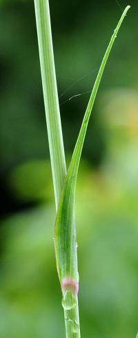 Tragopogon dubius 