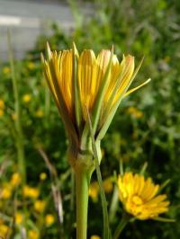 Tragopogon pratensis