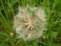 Tragopogon pratensis