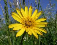 Tragopogon pratensis