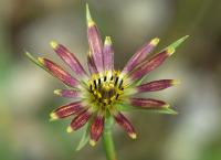 Tragopogon crocifolius subsp. crocifolius