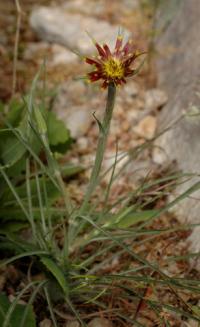 Tragopogon crocifolius subsp. crocifolius