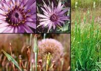 Tragopogon porrifolius