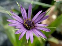 Tragopogon porrifolius