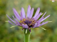 Tragopogon porrifolius