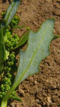 Chenopodium glaucum