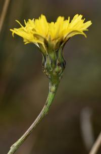 Reichardia picroides