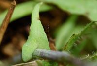 Reichardia picroides