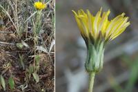 Aetheorhiza bulbosa subsp. bulbosa