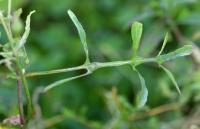 Sonchus tenerrimus