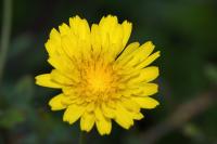 Sonchus tenerrimus