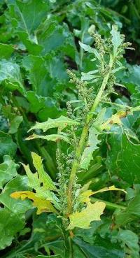 Chenopodium glaucum