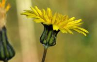 Sonchus tenerrimus