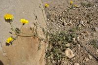 Sonchus tenerrimus