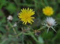 Sonchus oleraceus