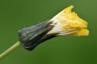 Sonchus oleraceus