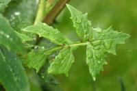 Sonchus oleraceus