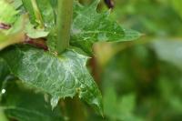 Sonchus oleraceus