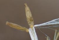 Sonchus oleraceus