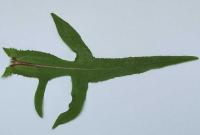 Sonchus palustris